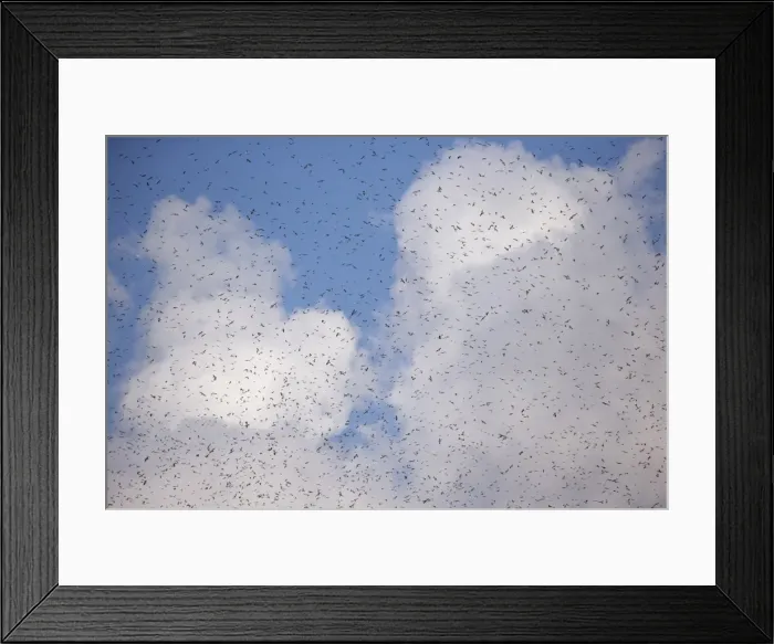 Framed Print : Picture No. 11981322 Framed Print : Picture No. 11981322