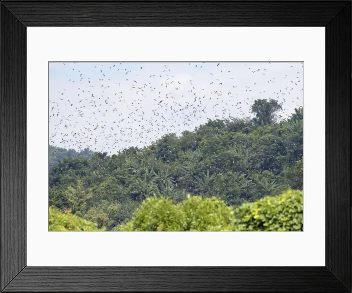 Framed Print : Picture No. 11981323 Framed Print : Picture No. 11981323