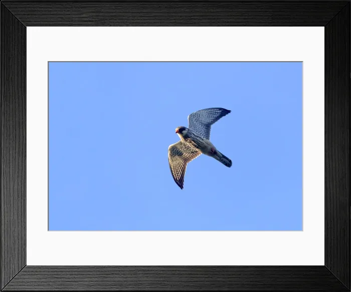 Framed Print : Picture No. 11981325
