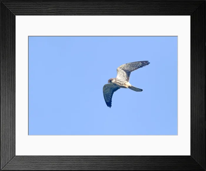 Framed Print : Picture No. 11981326 Framed Print : Picture No. 11981326