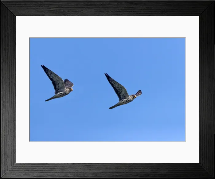 Framed Print : Picture No. 11981327 Framed Print : Picture No. 11981327