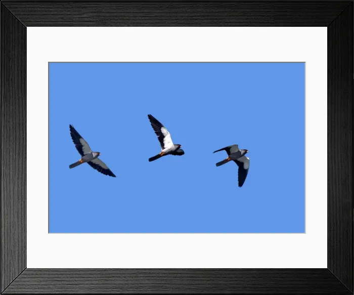 Framed Print : Picture No. 11981328 Framed Print : Picture No. 11981328