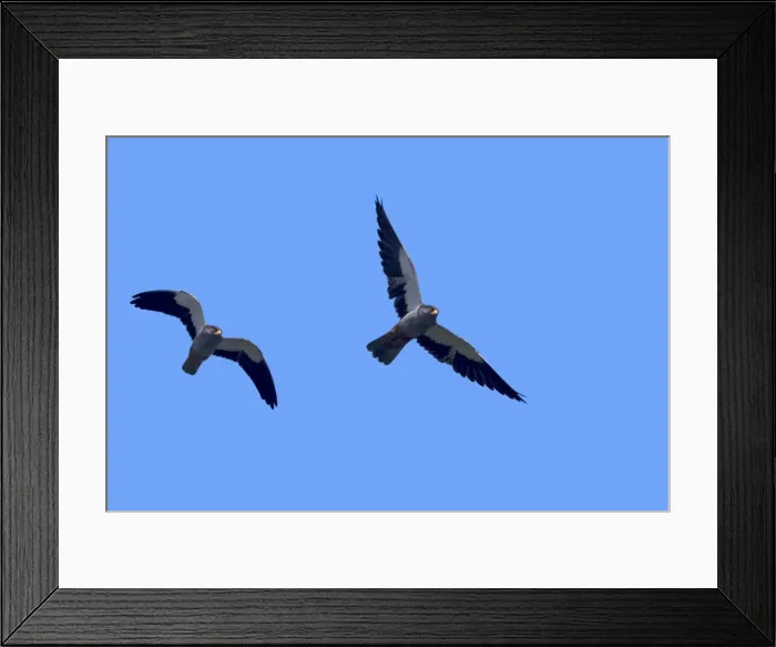 Framed Print : Picture No. 11981329 Framed Print : Picture No. 11981329