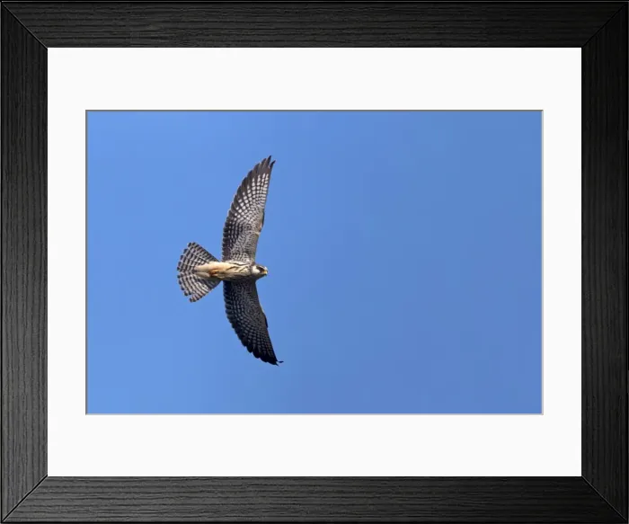 Framed Print : Picture No. 11981330