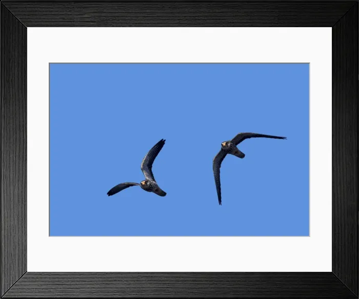 Framed Print : Picture No. 11981331 Framed Print : Picture No. 11981331