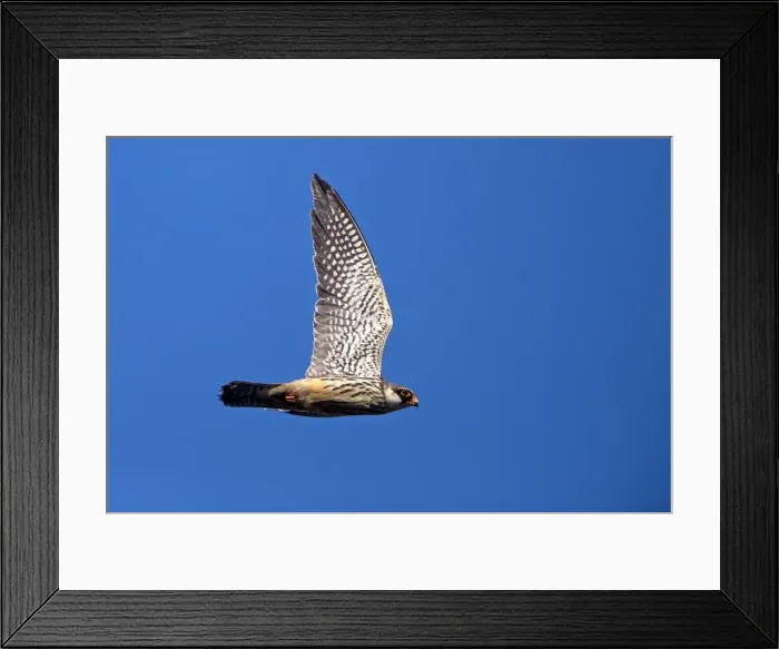 Framed Print : Picture No. 11981332 Framed Print : Picture No. 11981332
