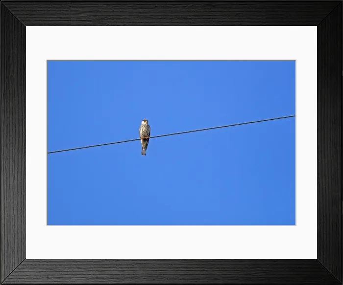 Framed Print : Picture No. 11981333 Framed Print : Picture No. 11981333