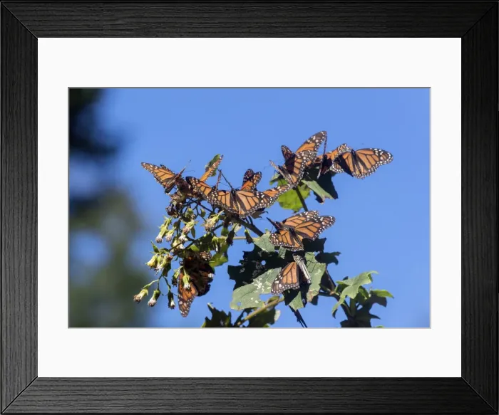 Framed Print : Picture No. 11981336 Framed Print : Picture No. 11981336
