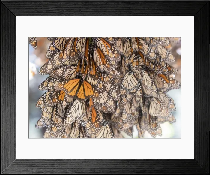 Framed Print : Picture No. 11981337 Framed Print : Picture No. 11981337