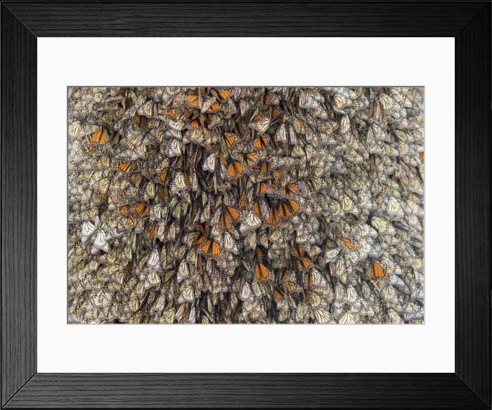 Framed Print : Picture No. 11981338 Framed Print : Picture No. 11981338
