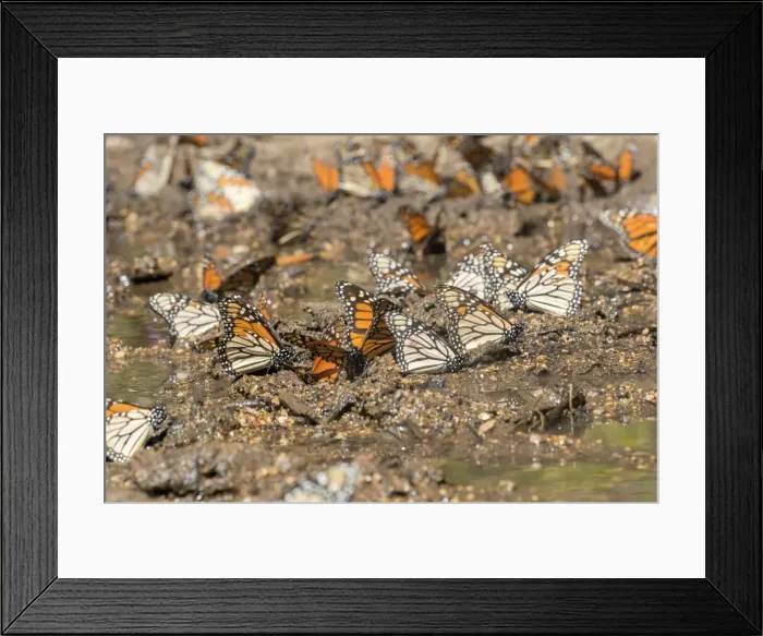 Framed Print : Picture No. 11981339 Framed Print : Picture No. 11981339