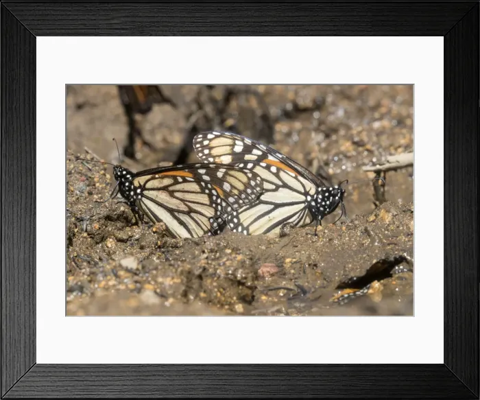 Framed Print : Picture No. 11981340 Framed Print : Picture No. 11981340