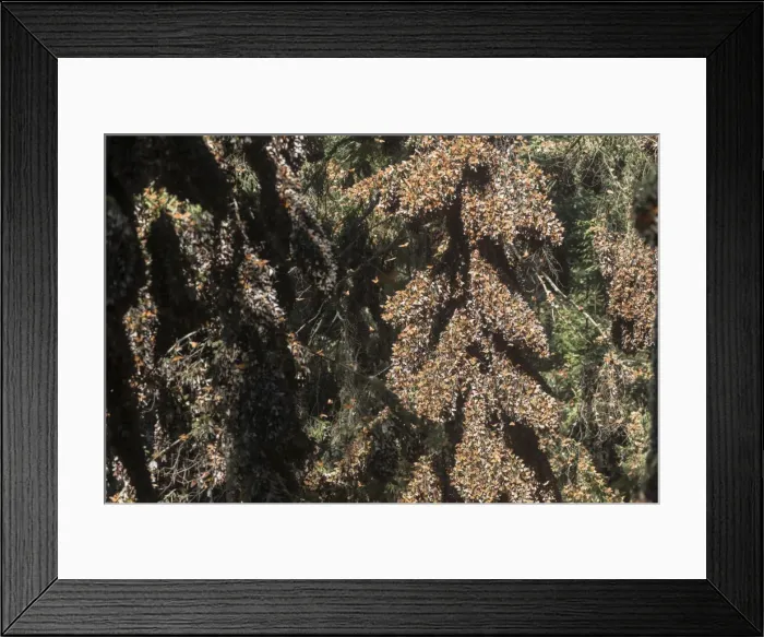 Framed Print : Picture No. 11981341 Framed Print : Picture No. 11981341