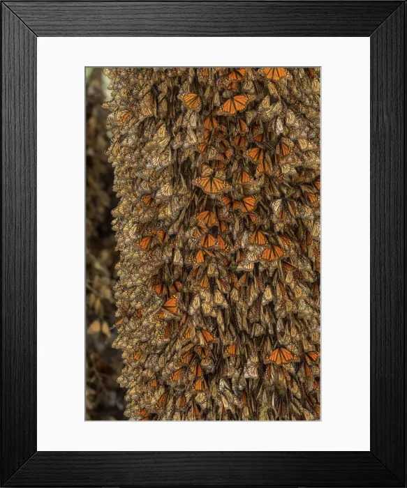 Framed Print : Picture No. 11981342 Framed Print : Picture No. 11981342