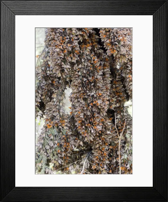 Framed Print : Picture No. 11981343