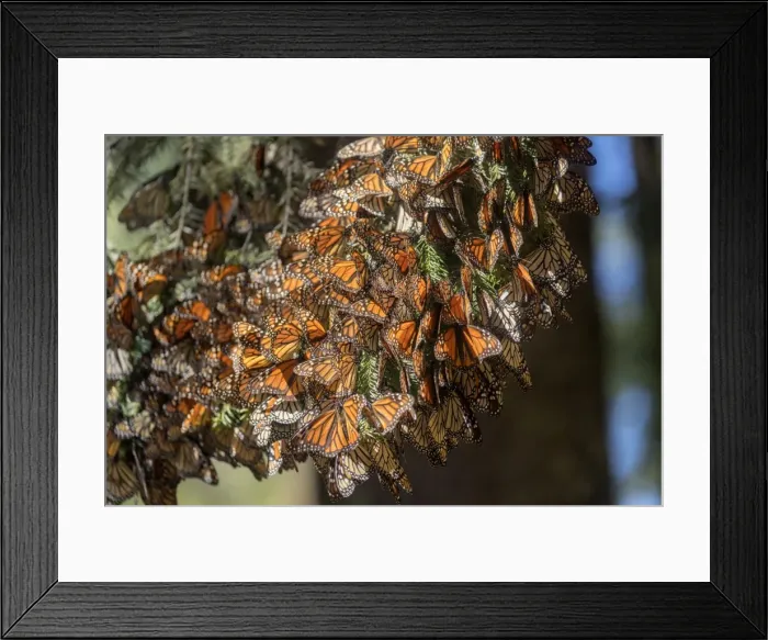 Framed Print : Picture No. 11981344 Framed Print : Picture No. 11981344