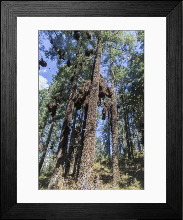 Framed Print : Picture No. 11981345
