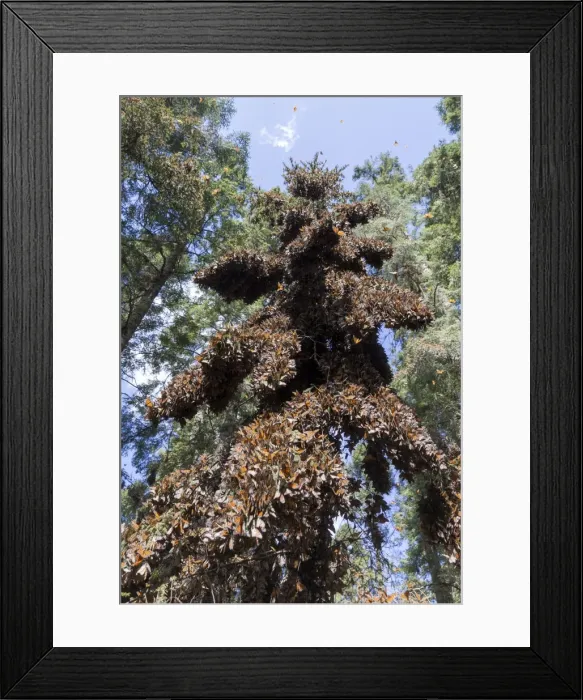 Framed Print : Picture No. 11981346 Framed Print : Picture No. 11981346