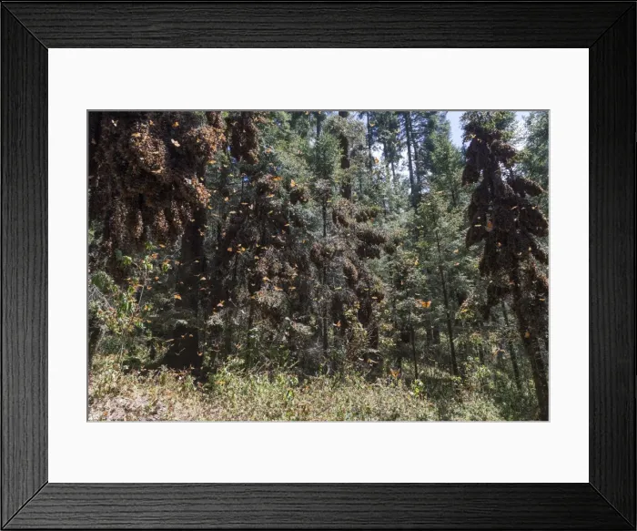 Framed Print : Picture No. 11981347 Framed Print : Picture No. 11981347