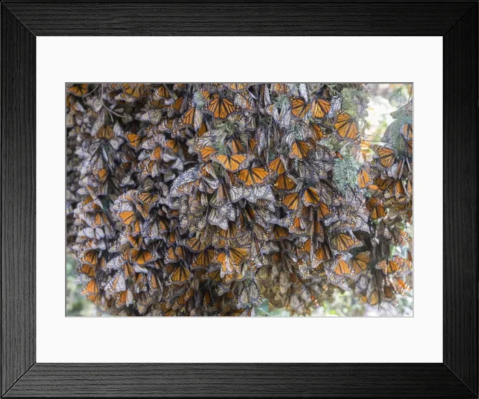 Framed Print : Picture No. 11981348