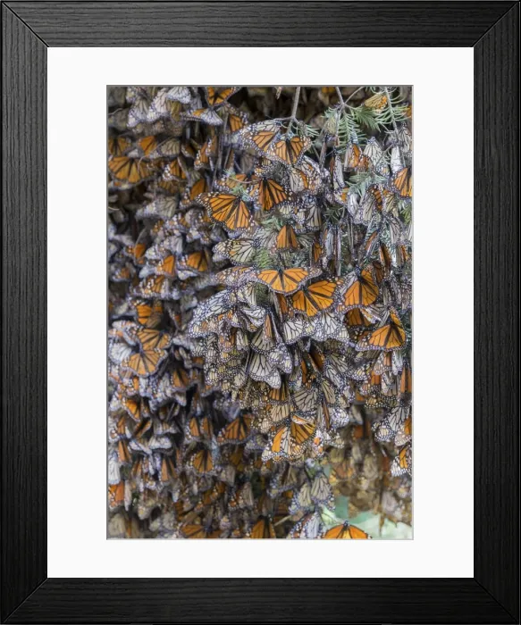 Framed Print : Picture No. 11981349 Framed Print : Picture No. 11981349