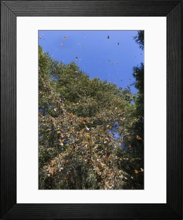 Framed Print : Picture No. 11981350 Framed Print : Picture No. 11981350