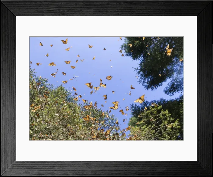 Framed Print : Picture No. 11981351 Framed Print : Picture No. 11981351