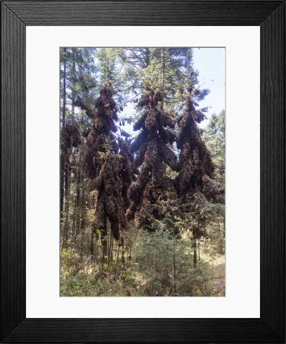Framed Print : Picture No. 11981352 Framed Print : Picture No. 11981352