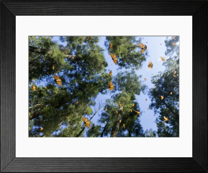Framed Print : Picture No. 11981353 Framed Print : Picture No. 11981353