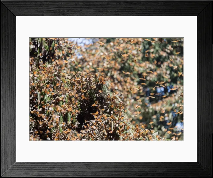 Framed Print : Picture No. 11981354