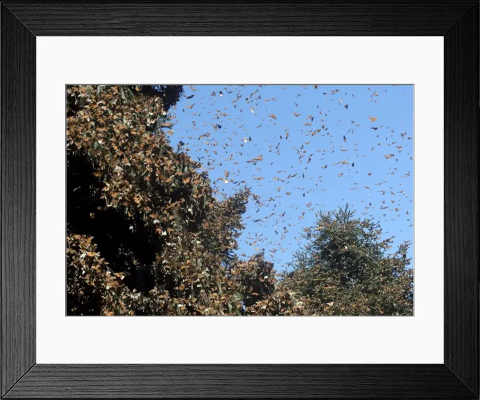 Framed Print : Picture No. 11981355