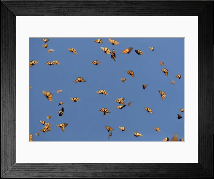 Framed Print : Picture No. 11981356 Framed Print : Picture No. 11981356
