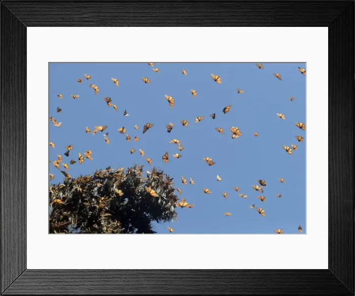 Framed Print : Picture No. 11981357