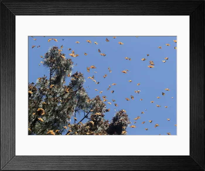 Framed Print : Picture No. 11981358 Framed Print : Picture No. 11981358