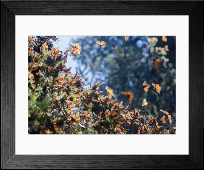 Framed Print : Picture No. 11981359 Framed Print : Picture No. 11981359