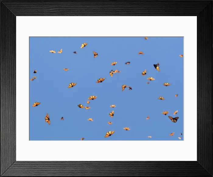 Framed Print : Picture No. 11981360
