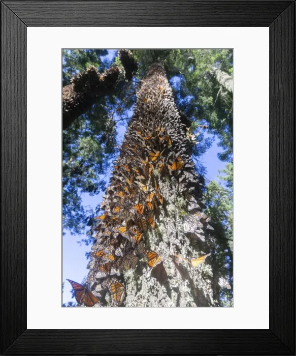 Framed Print : Picture No. 11981361