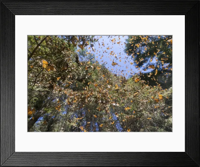 Framed Print : Picture No. 11981362 Framed Print : Picture No. 11981362