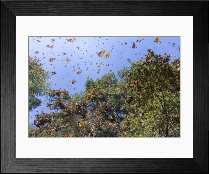 Framed Print : Picture No. 11981363 Framed Print : Picture No. 11981363