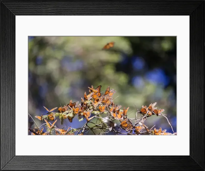 Framed Print : Picture No. 11981364