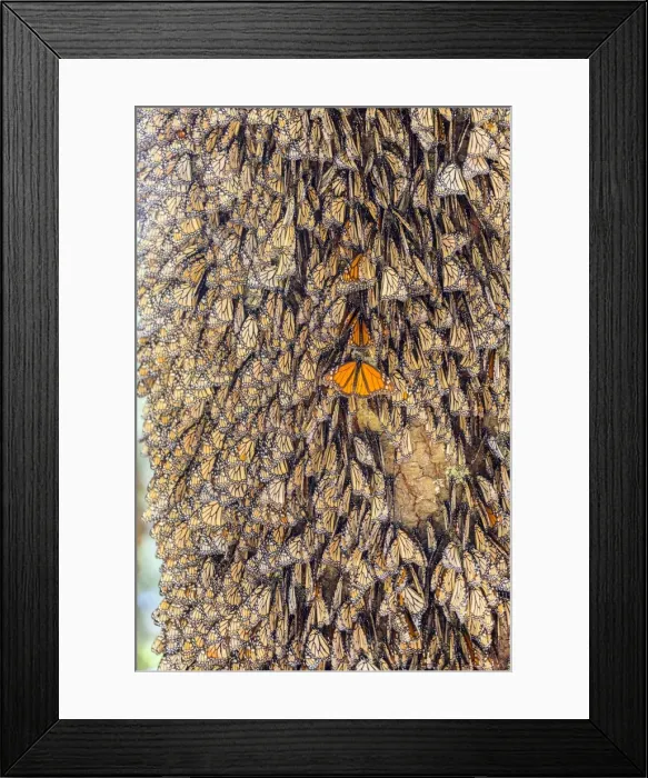 Framed Print : Picture No. 11981365