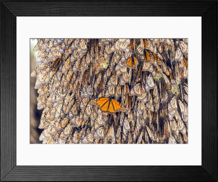 Framed Print : Picture No. 11981366 Framed Print : Picture No. 11981366