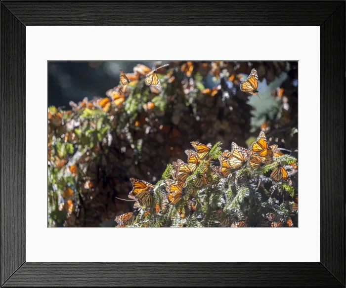 Framed Print : Picture No. 11981367 Framed Print : Picture No. 11981367