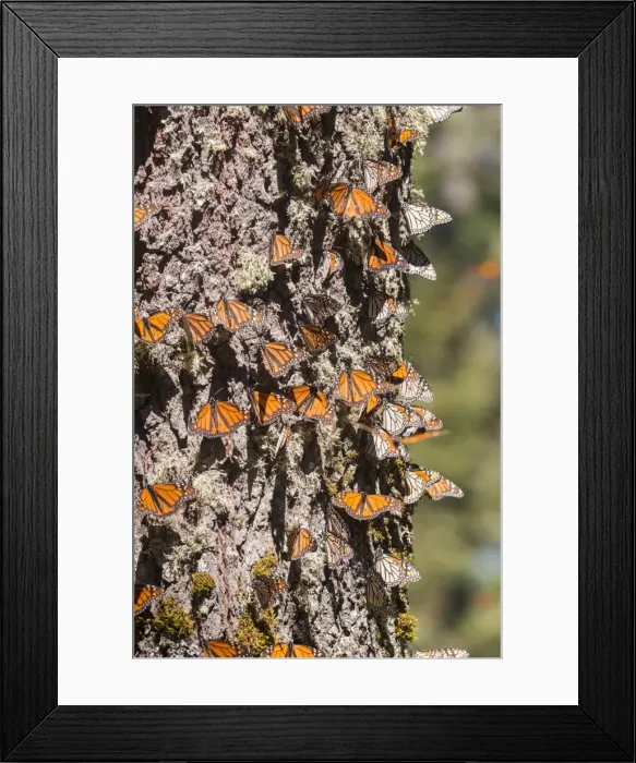 Framed Print : Picture No. 11981368 Framed Print : Picture No. 11981368