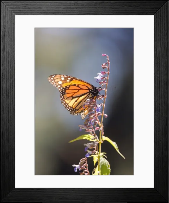 Framed Print : Picture No. 11981369 Framed Print : Picture No. 11981369