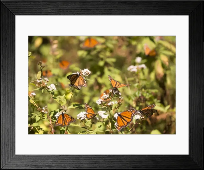 Framed Print : Picture No. 11981370 Framed Print : Picture No. 11981370