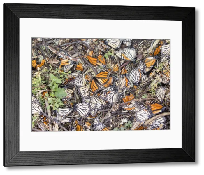 Framed Print : Picture No. 11981371 Framed Print : Picture No. 11981371
