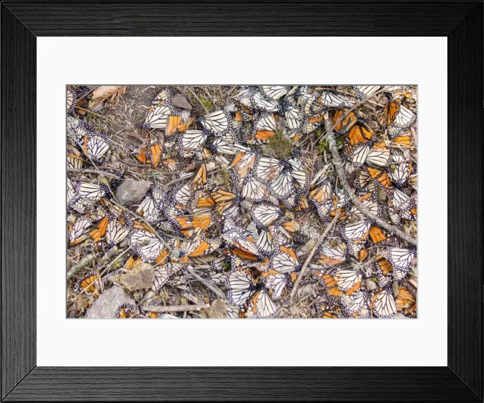 Framed Print : Picture No. 11981372 Framed Print : Picture No. 11981372