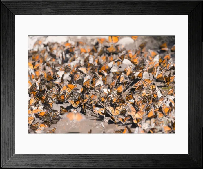 Framed Print : Picture No. 11981373 Framed Print : Picture No. 11981373