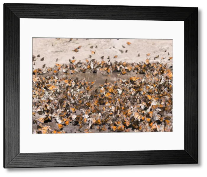 Framed Print : Picture No. 11981374